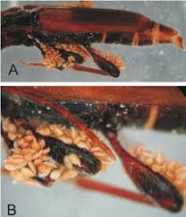 Attēlu rezultāti vaicājumam “Tetropium fuscum”
