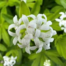 Attēlu rezultāti vaicājumam “Galium odoratum flower”