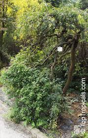 Attēlu rezultāti vaicājumam “Caragana arborescens”