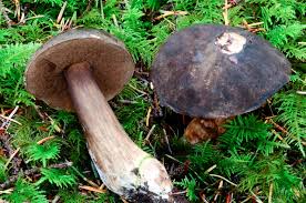 Attēlu rezultāti vaicājumam “Porphyrellus porphyrosporus”