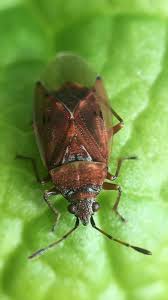 Attēlu rezultāti vaicājumam “Kleidocerys resedae”