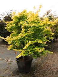 Image result for Acer palmatum `Orange Dream`