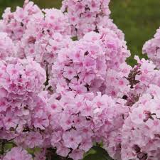Image result for Phlox paniculata `Bright Eyes`