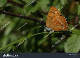 Attēlu rezultāti vaicājumam “Thecla betulae”