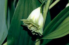 Attēlu rezultāti vaicājumam “Polygonatum odoratum flower”