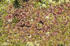 Attēlu rezultāti vaicājumam “Sphagnum quinquefarium”