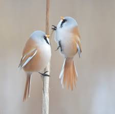 Attēlu rezultāti vaicājumam “Panurus biarmicus”