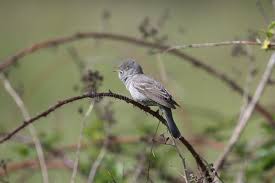 Attēlu rezultāti vaicājumam “Sylvia nisoria adult”