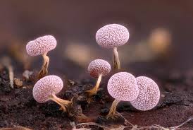 Attēlu rezultāti vaicājumam “Physarum leucopus plasmodium”