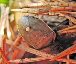 Attēlu rezultāti vaicājumam “Phalonidea permixtana”