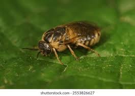 Attēlu rezultāti vaicājumam “Gilpinia”