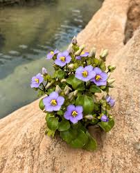 Image result for Exacum affine