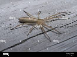 Attēlu rezultāti vaicājumam “Tibellus oblongus”