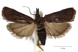 Attēlu rezultāti vaicājumam “Hypochalcia ahenella”