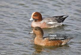 Attēlu rezultāti vaicājumam “Anas penelope”