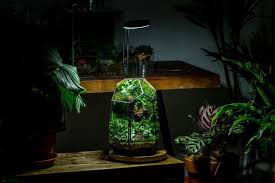 Attēlu rezultāti vaicājumam “Didymodon rigidulus sporophyte”