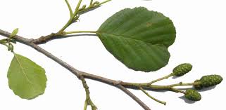 Attēlu rezultāti vaicājumam “Alnus glutinosa leaf”