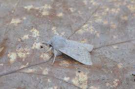 Attēlu rezultāti vaicājumam “Orthosia gracilis”