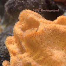 Attēlu rezultāti vaicājumam “Spongia”