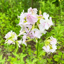 Attēlu rezultāti vaicājumam “Saponaria officinalis”