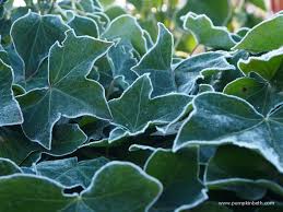 Attēlu rezultāti vaicājumam “Hedera helix”