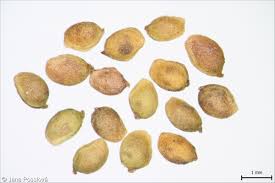 Attēlu rezultāti vaicājumam “Ranunculus flammula fruit”