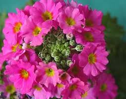 Image result for Primula malacoides