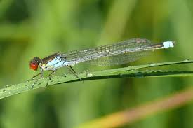 Attēlu rezultāti vaicājumam “Erythromma najas”