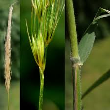 Attēlu rezultāti vaicājumam “Hordelymus europaeus leaf”