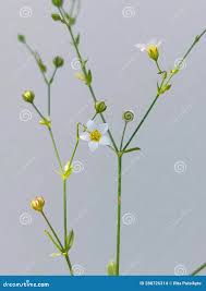Attēlu rezultāti vaicājumam “Linum catharticum flower”