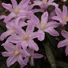 Attēlu rezultāti vaicājumam “Scilla luciliae”