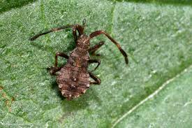 Attēlu rezultāti vaicājumam “Coreus marginatus nymph”