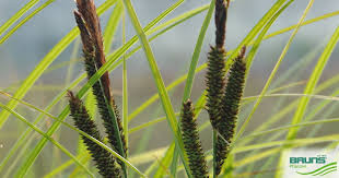 Attēlu rezultāti vaicājumam “Carex acuta”