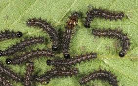 Attēlu rezultāti vaicājumam “Araschnia levana”