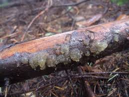 Attēlu rezultāti vaicājumam “Myxarium nucleatum”