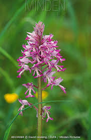 Attēlu rezultāti vaicājumam “Orchis militaris flower”