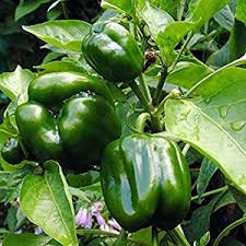 Afbeeldingsresultaat voor aconcagua sweet pepper