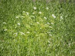 Attēlu rezultāti vaicājumam “Oenanthe aquatica leaf”