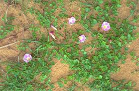 Attēlu rezultāti vaicājumam “Convolvulaceae”