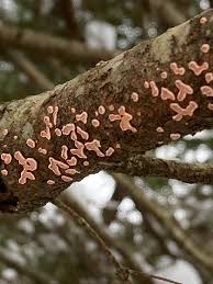 Attēlu rezultāti vaicājumam “Aleurodiscus amorphus”