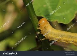 Attēlu rezultāti vaicājumam “Cimbex femoratus larva”