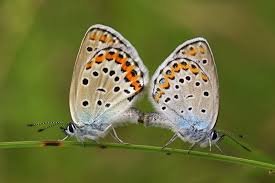 Attēlu rezultāti vaicājumam “Plebejus argus male”
