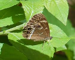 Attēlu rezultāti vaicājumam “Lopinga achine”