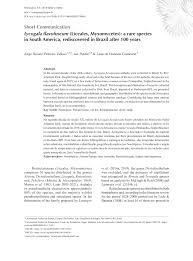 Attēlu rezultāti vaicājumam “Lycogala flavofuscum spores”