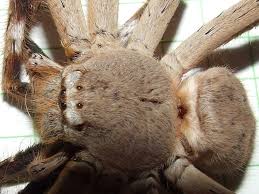 Attēlu rezultāti vaicājumam “Sparassidae”