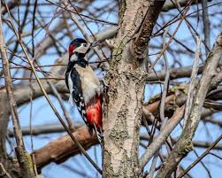 Attēlu rezultāti vaicājumam “Dendrocopos major”