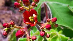 Attēlu rezultāti vaicājumam “Mercurialis perennis bud”