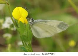 Attēlu rezultāti vaicājumam “Leptidea sinapis underside”