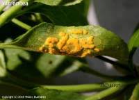 Attēlu rezultāti vaicājumam “Melampsora epitea”