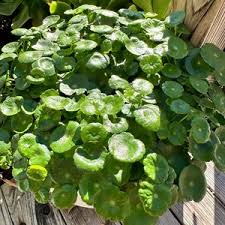 Attēlu rezultāti vaicājumam “Hydrocotyle vulgaris leaf”